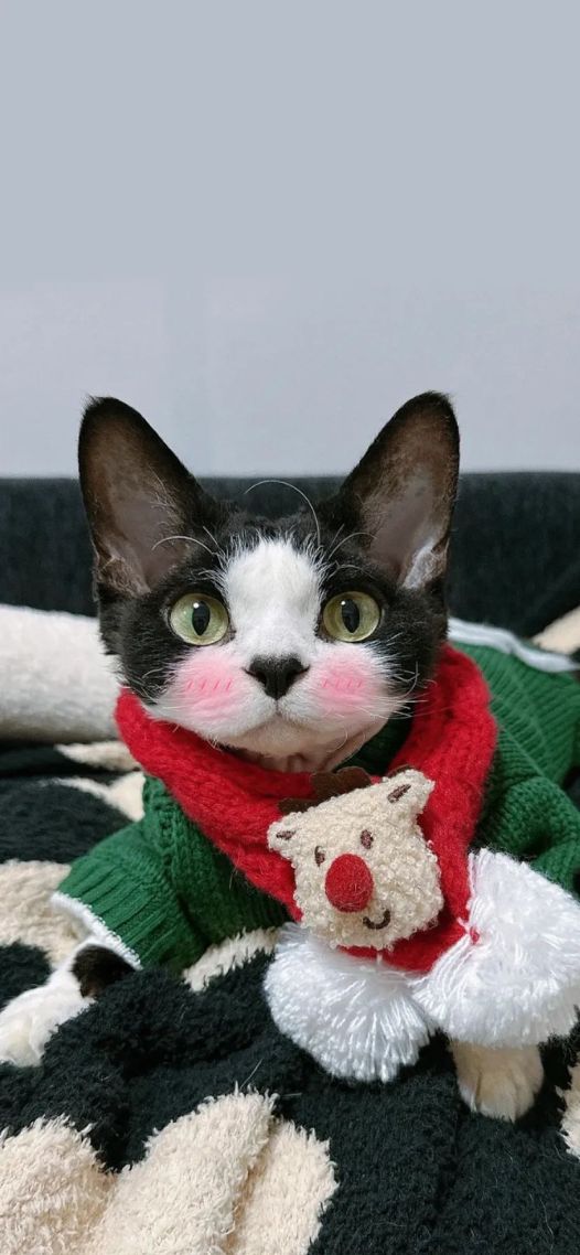 小狗