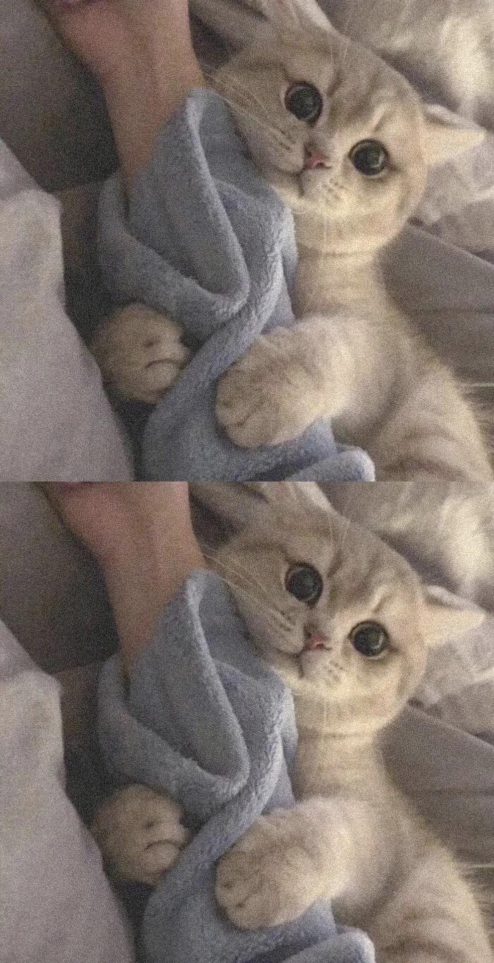 猫咪