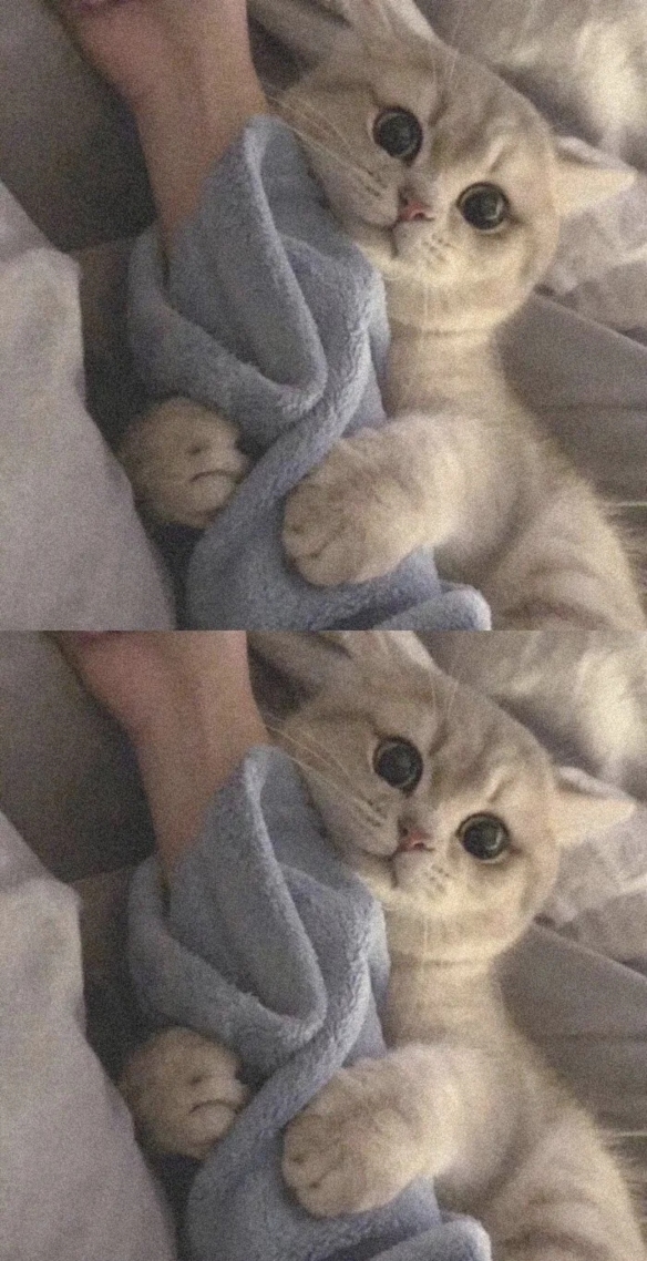 猫咪