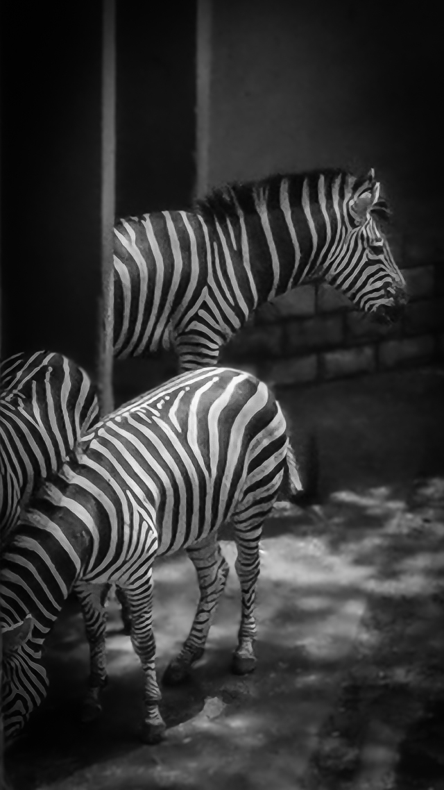 斑马zebra