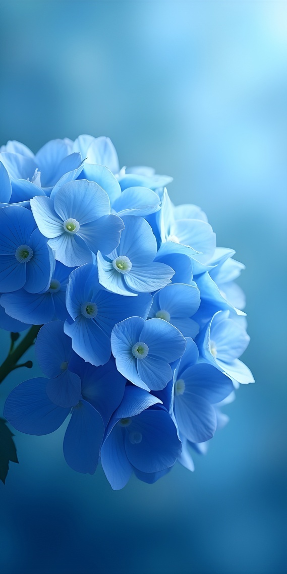 藍花