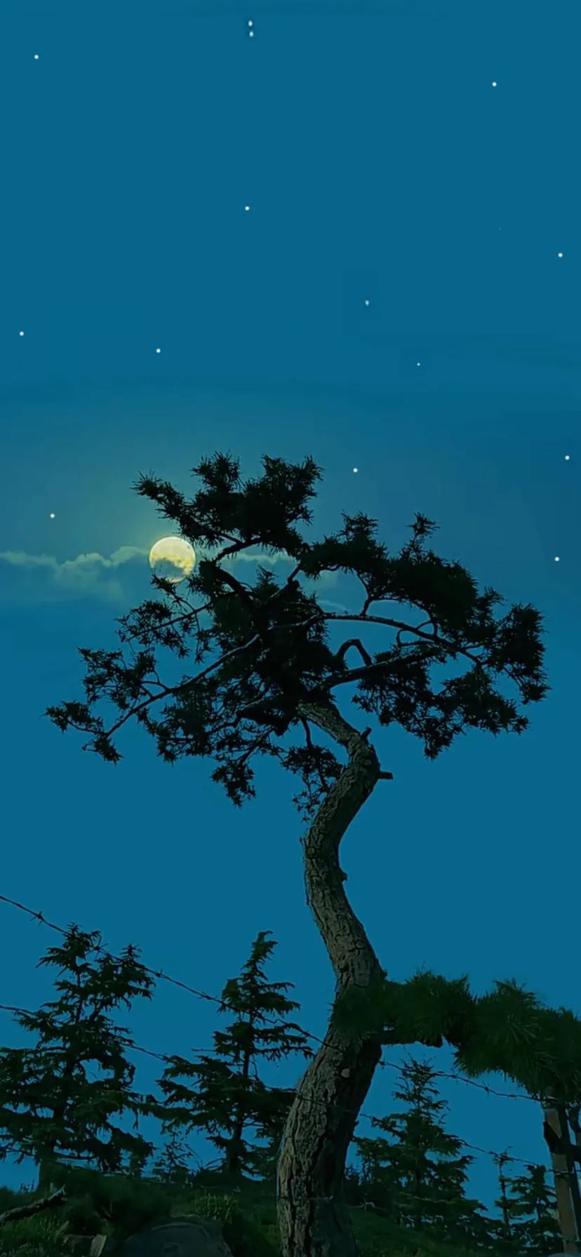 夜晚的樹