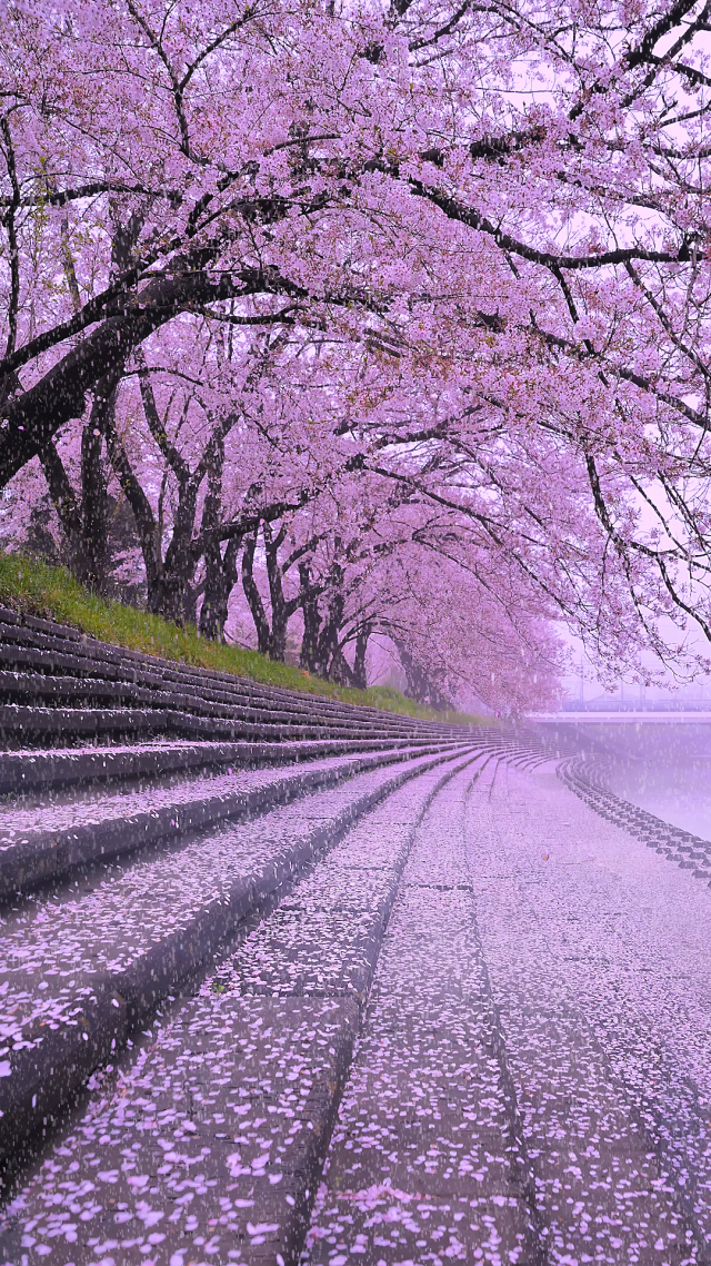 唯美下雨櫻花