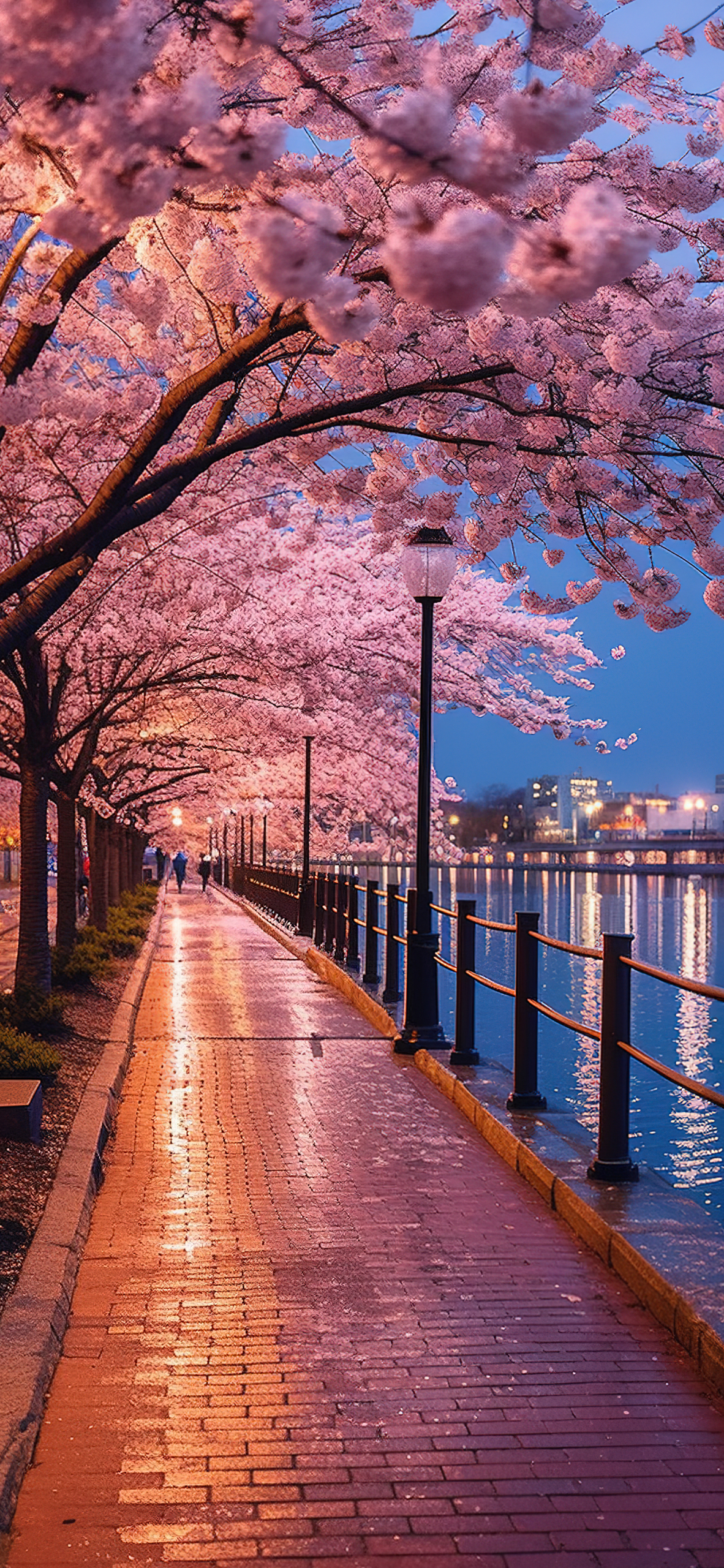 美丽樱花