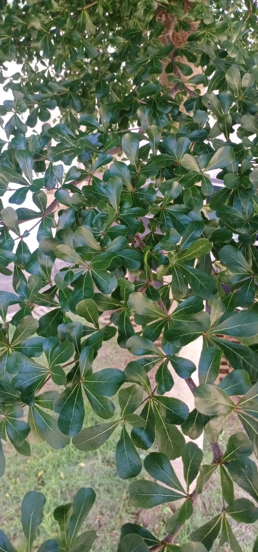 綠色葉子