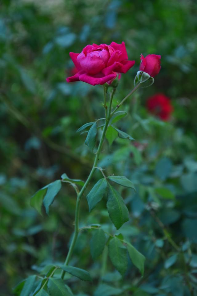绿色清新自然护眼花草