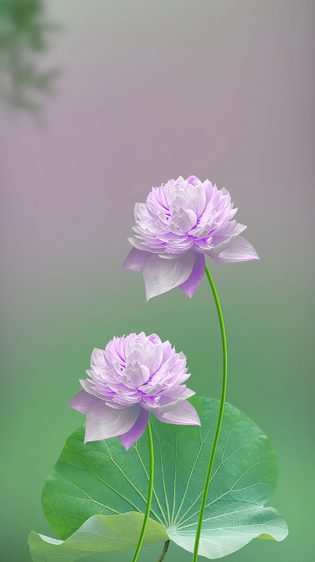四葉菡萏

