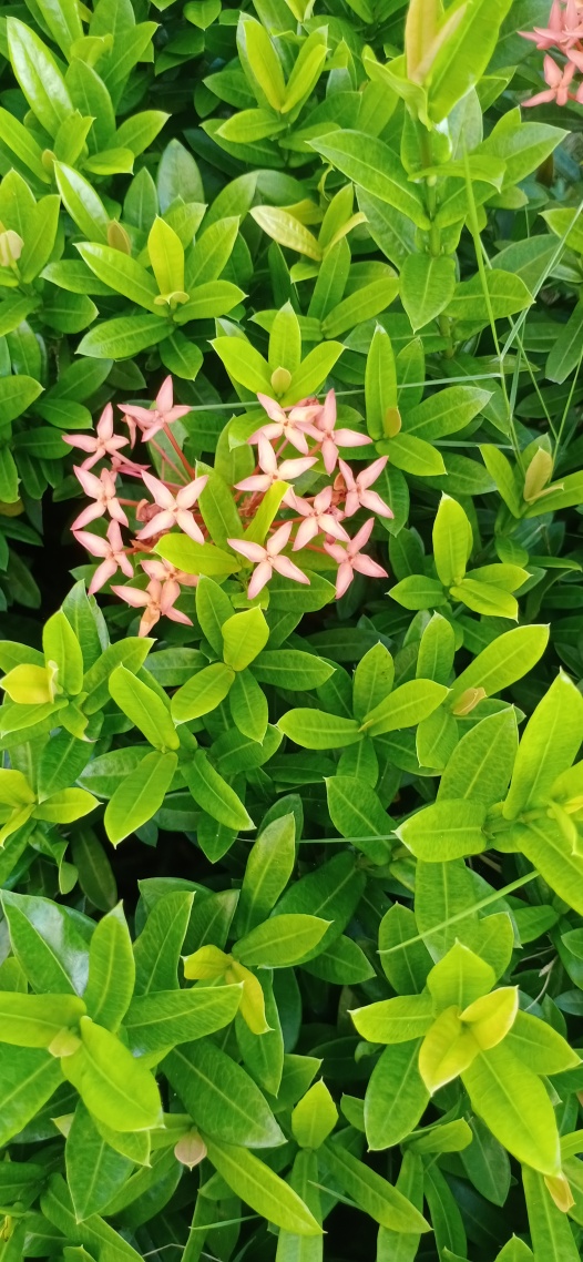 清新自然护眼花草