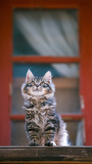 猫猫