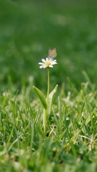 蝶恋花