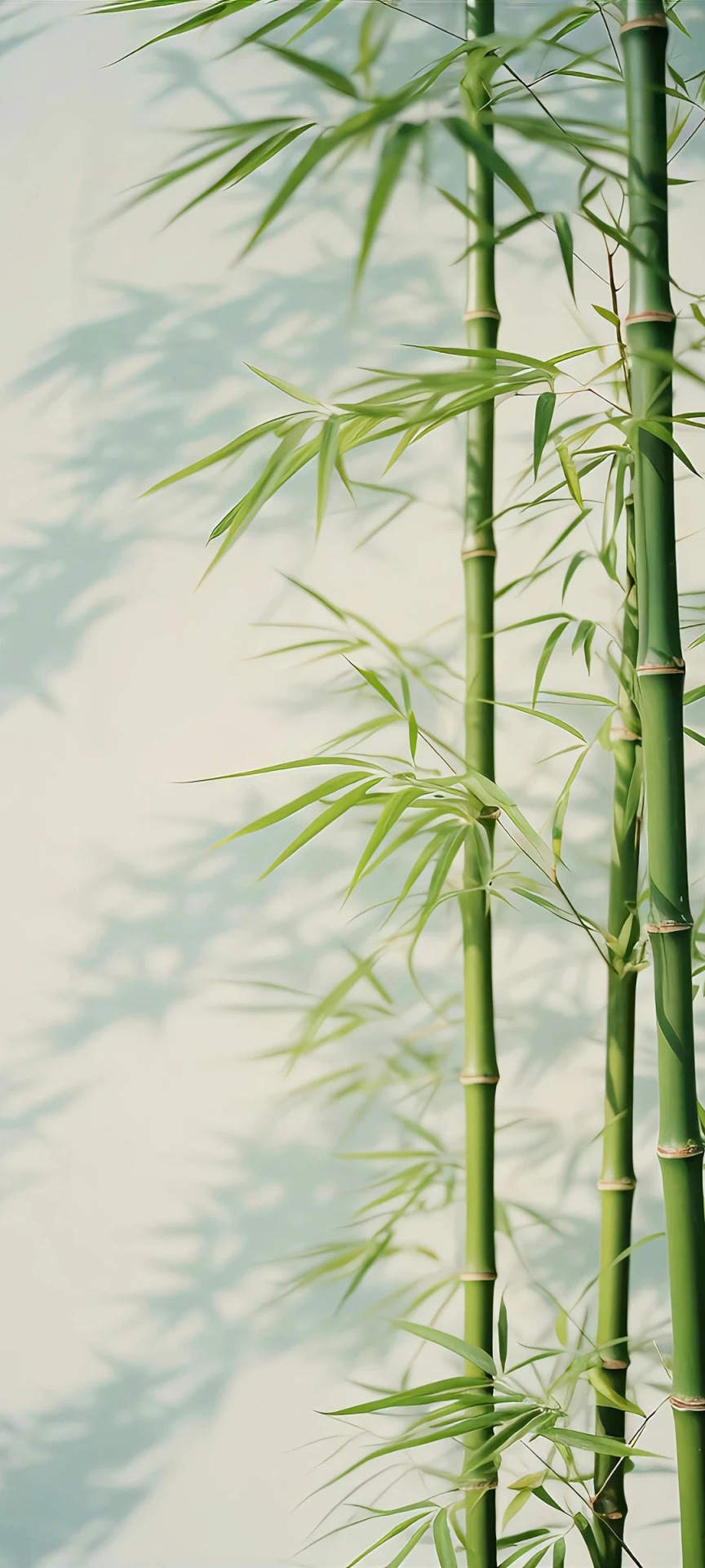 竹