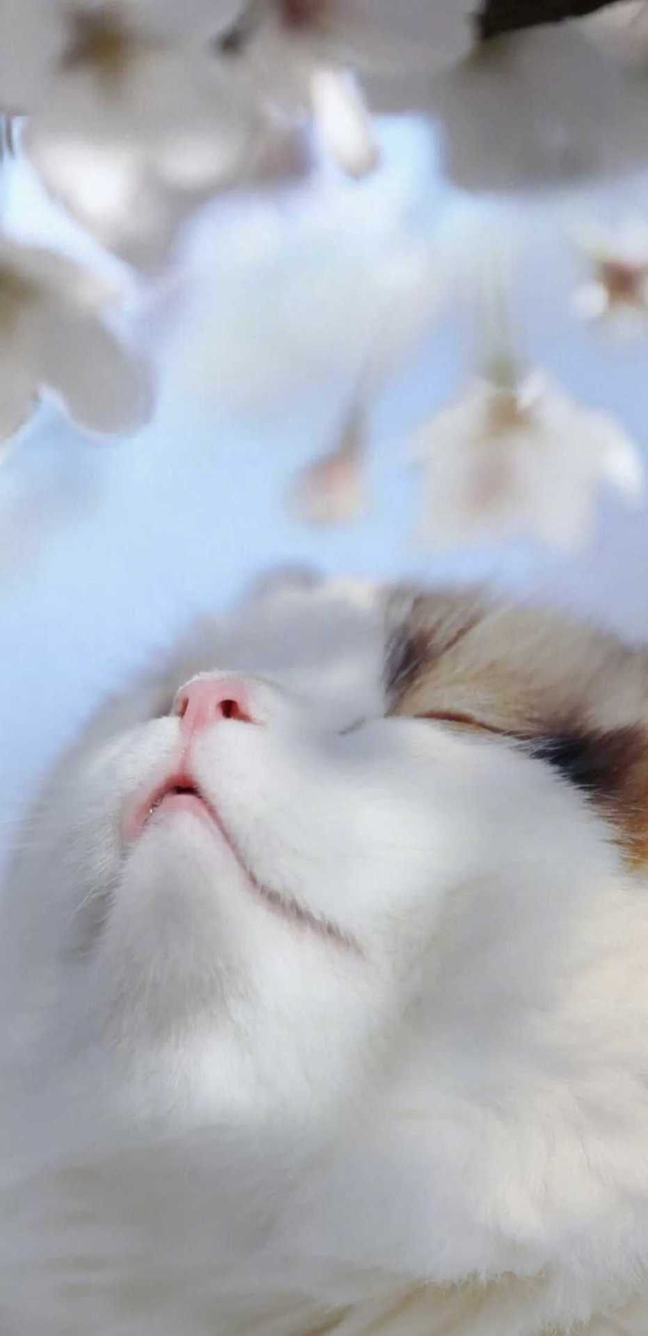 可愛喵

二次元微信聊天背景圖