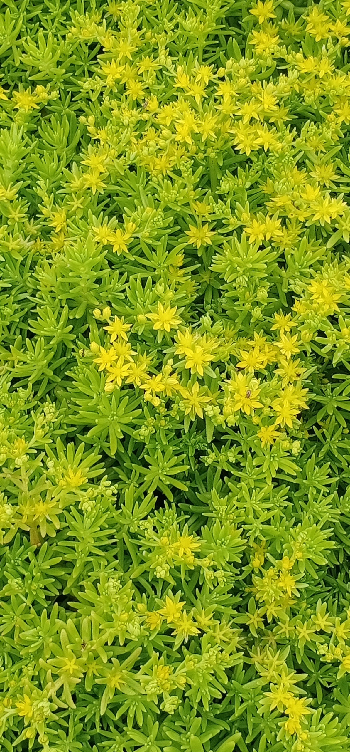 護眼花海