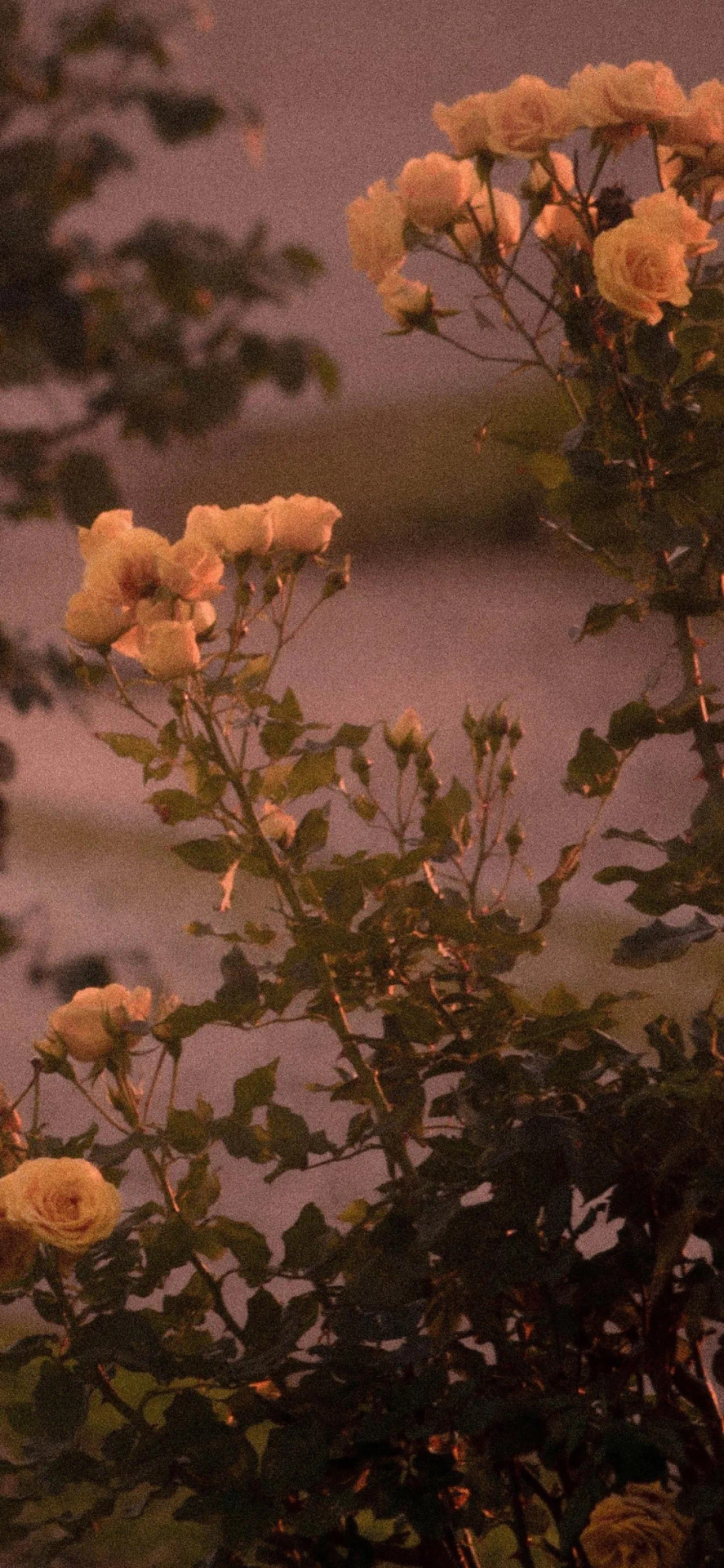 悅