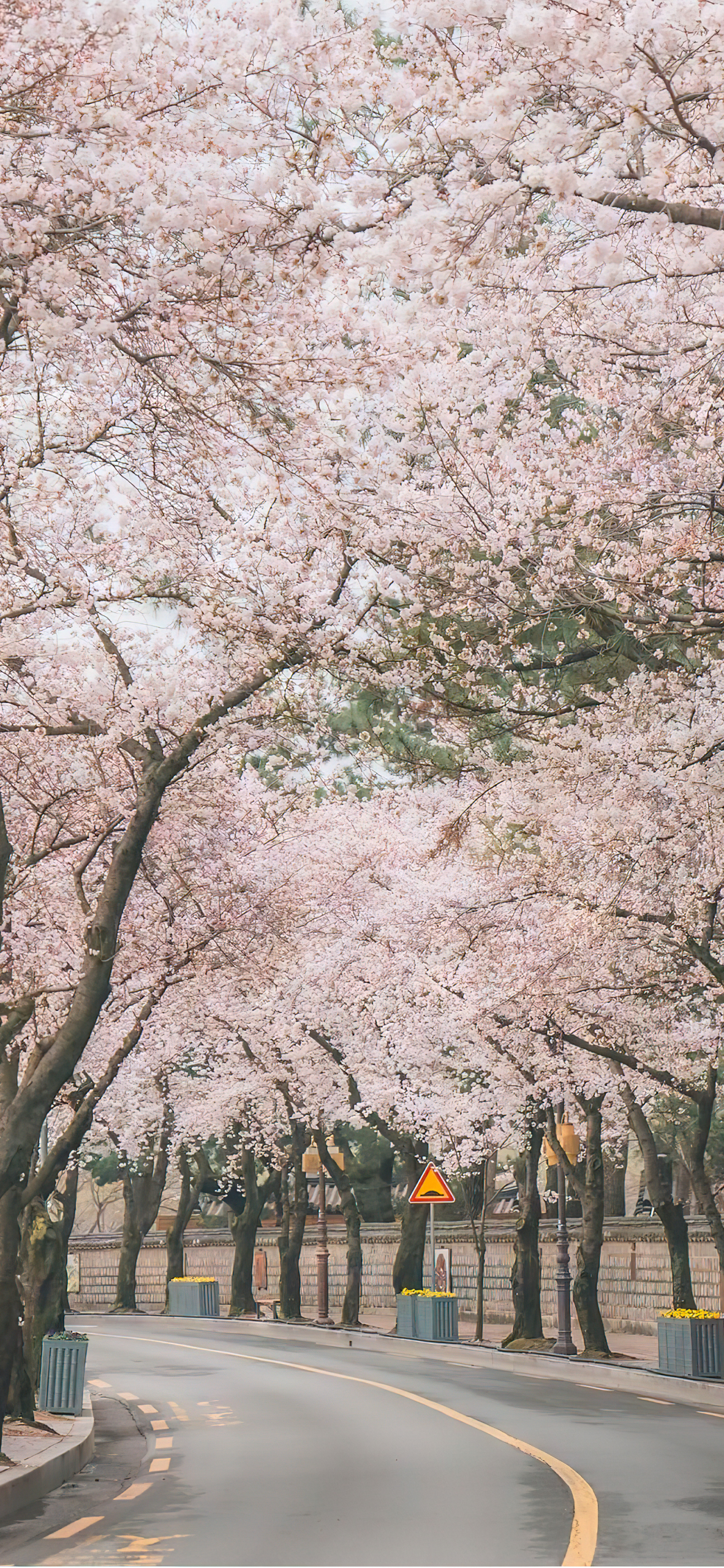 樱花树