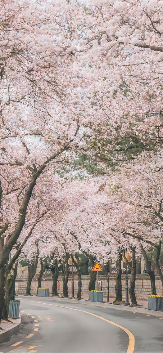 樱花树