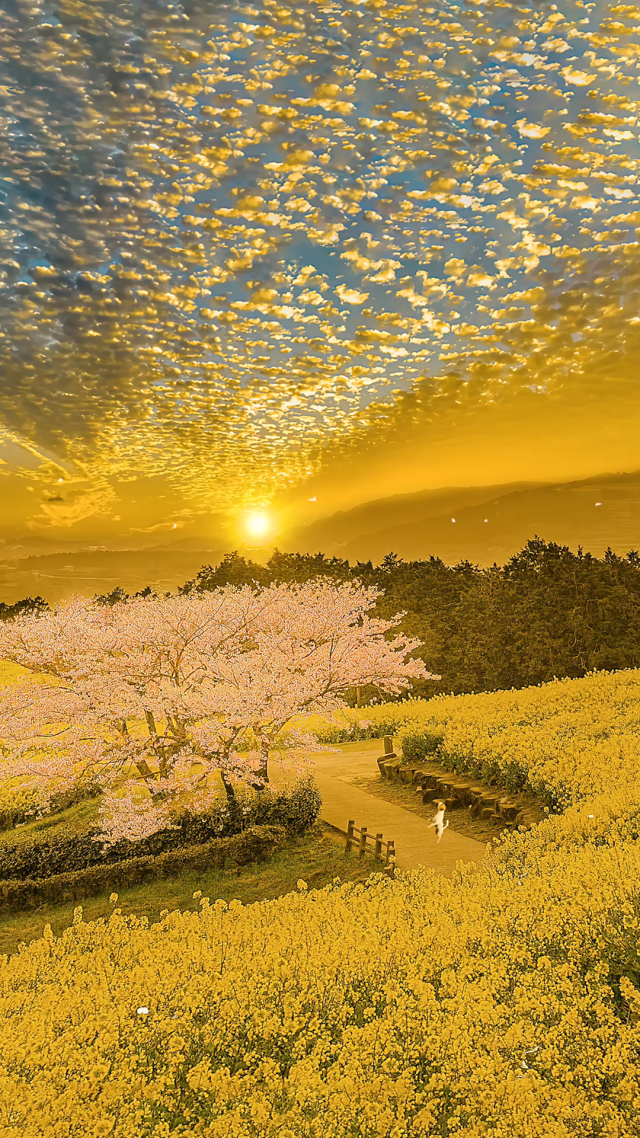 唯美夕陽油菜花