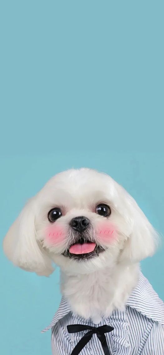 可爱小狗