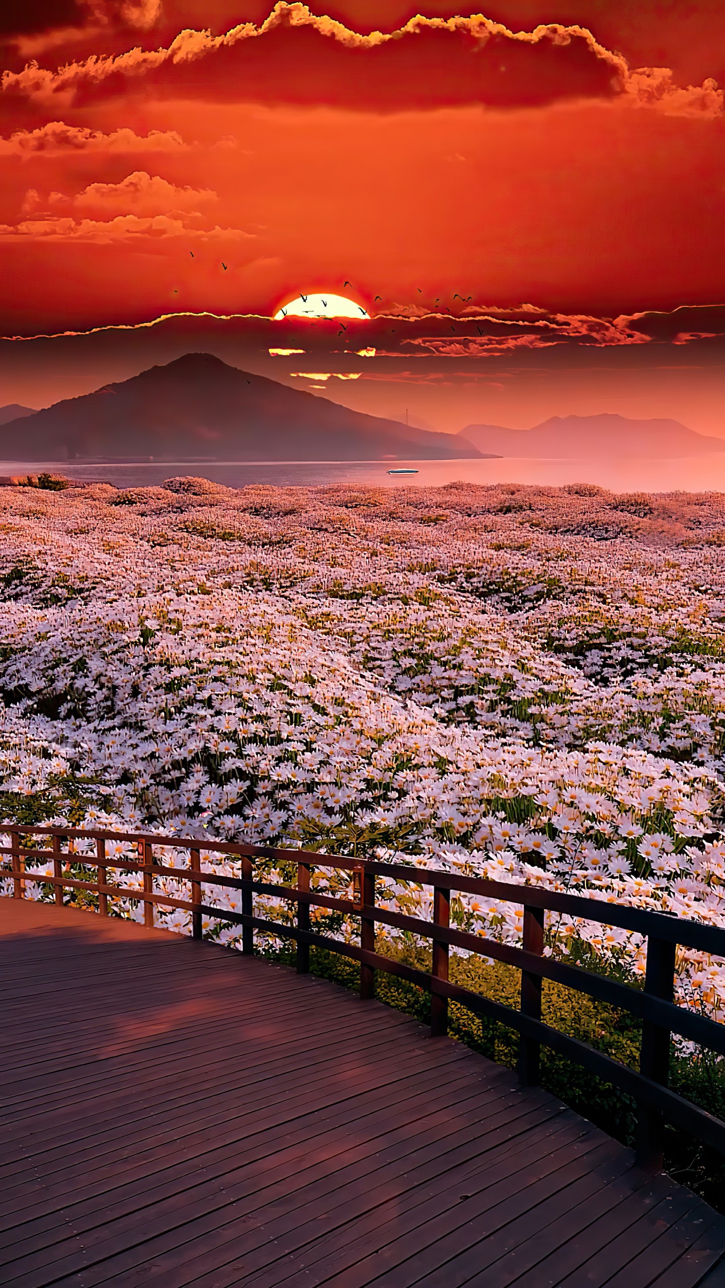 夕陽花海