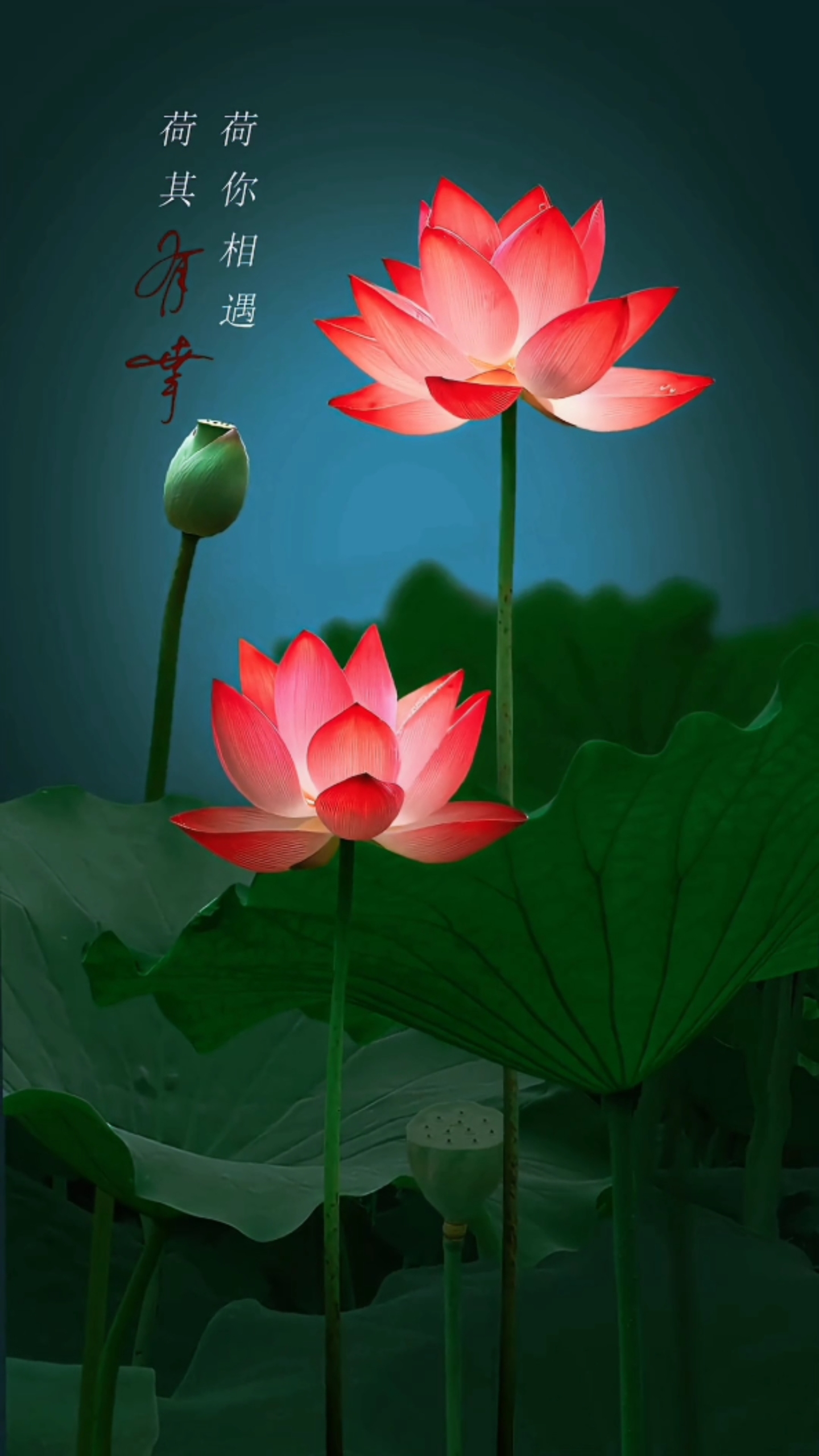 荷花