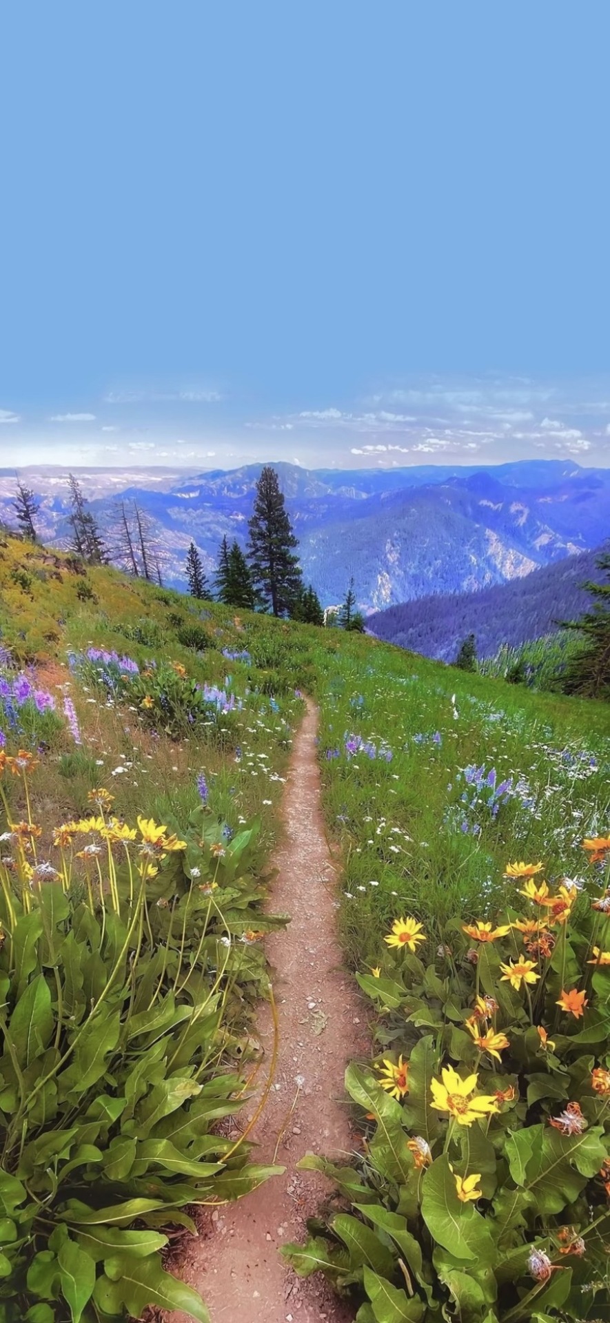 鮮花小路