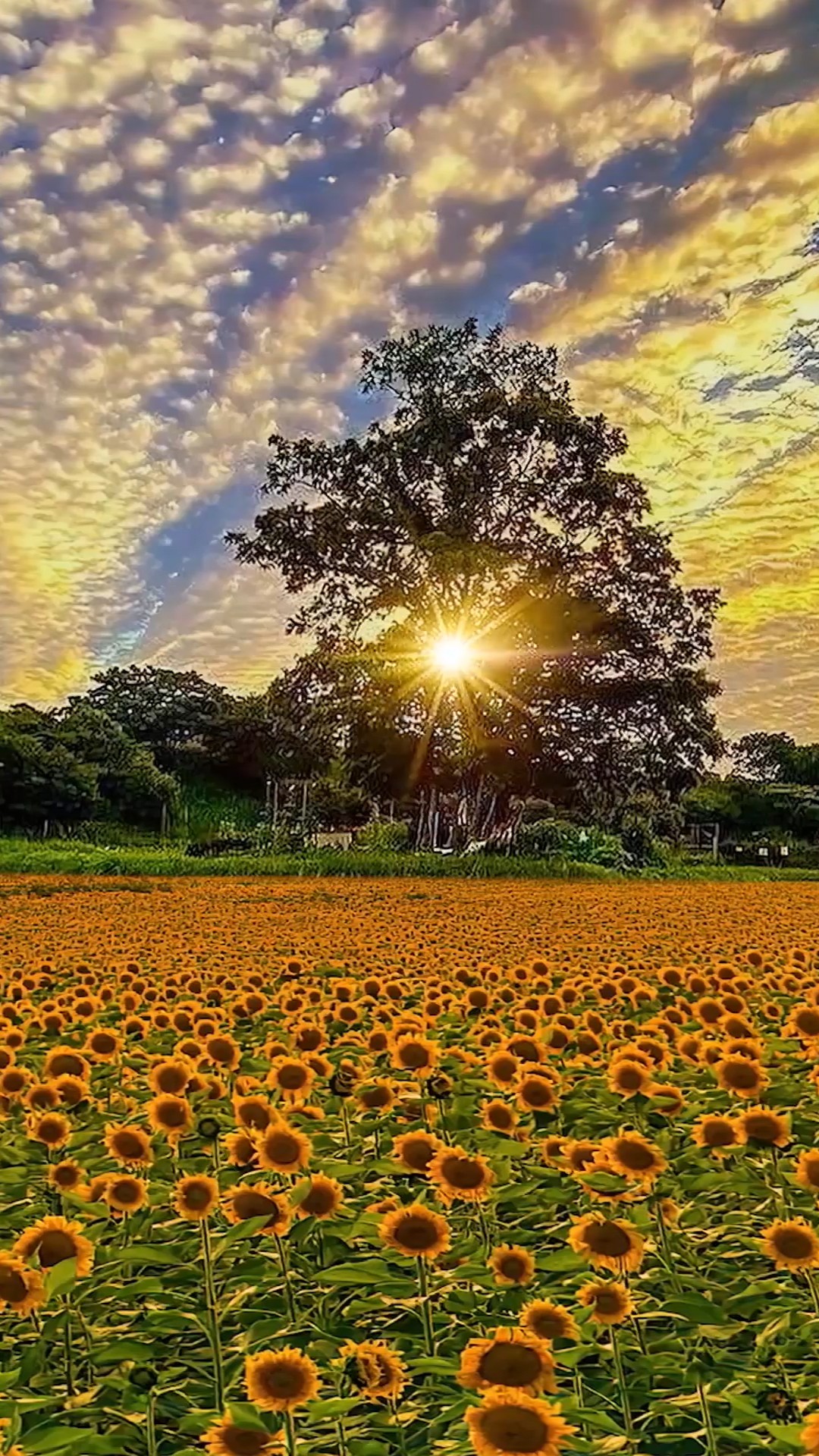 黃昏向日葵花海