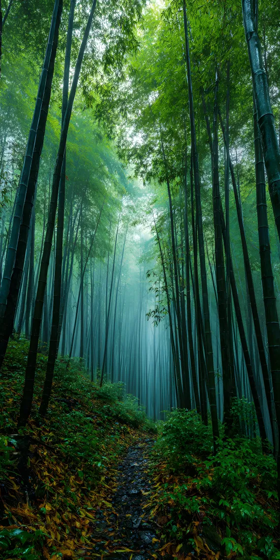  竹径通幽