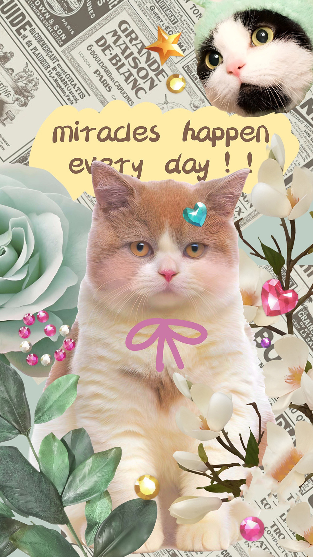 可爱猫