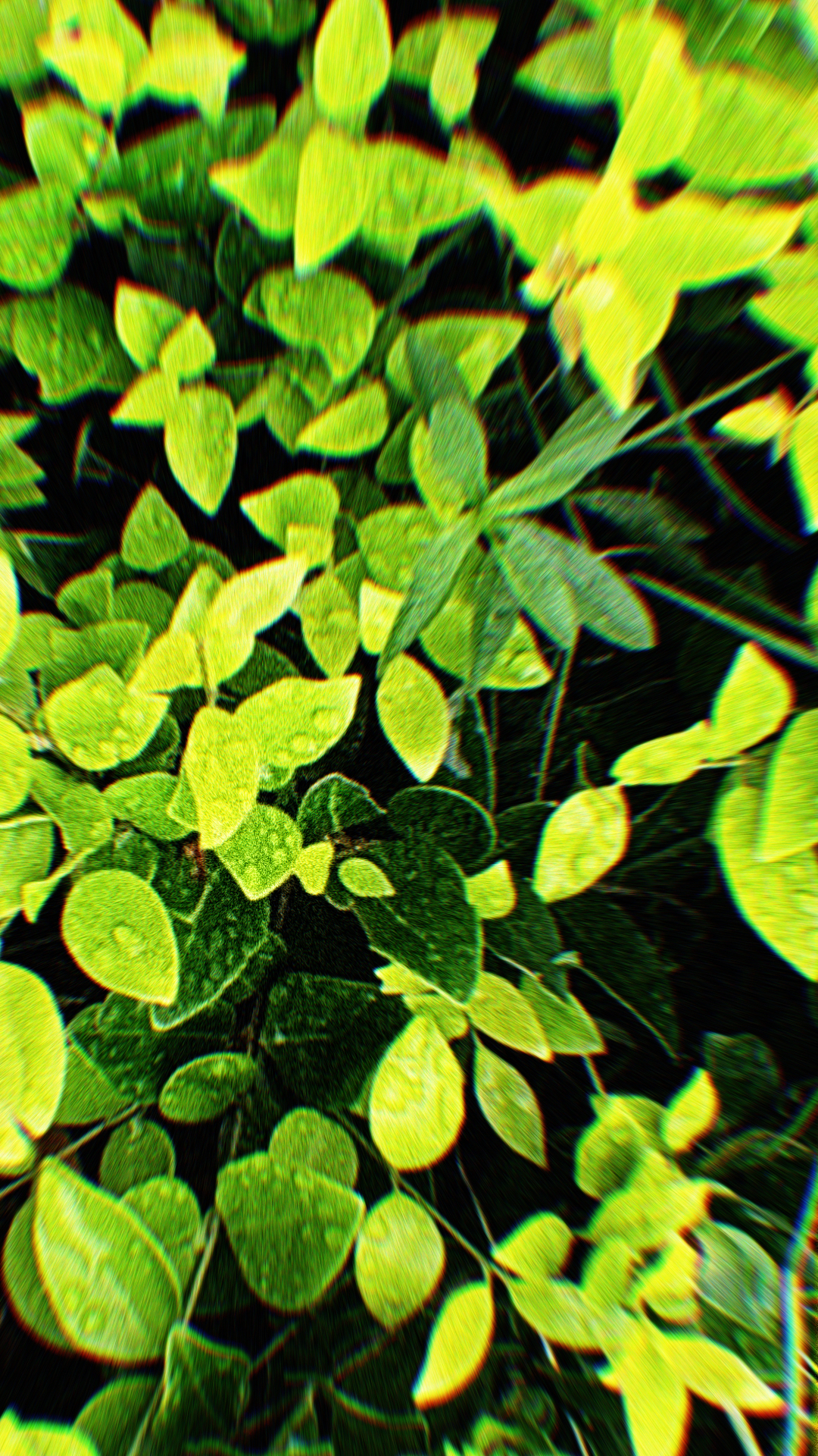 草2