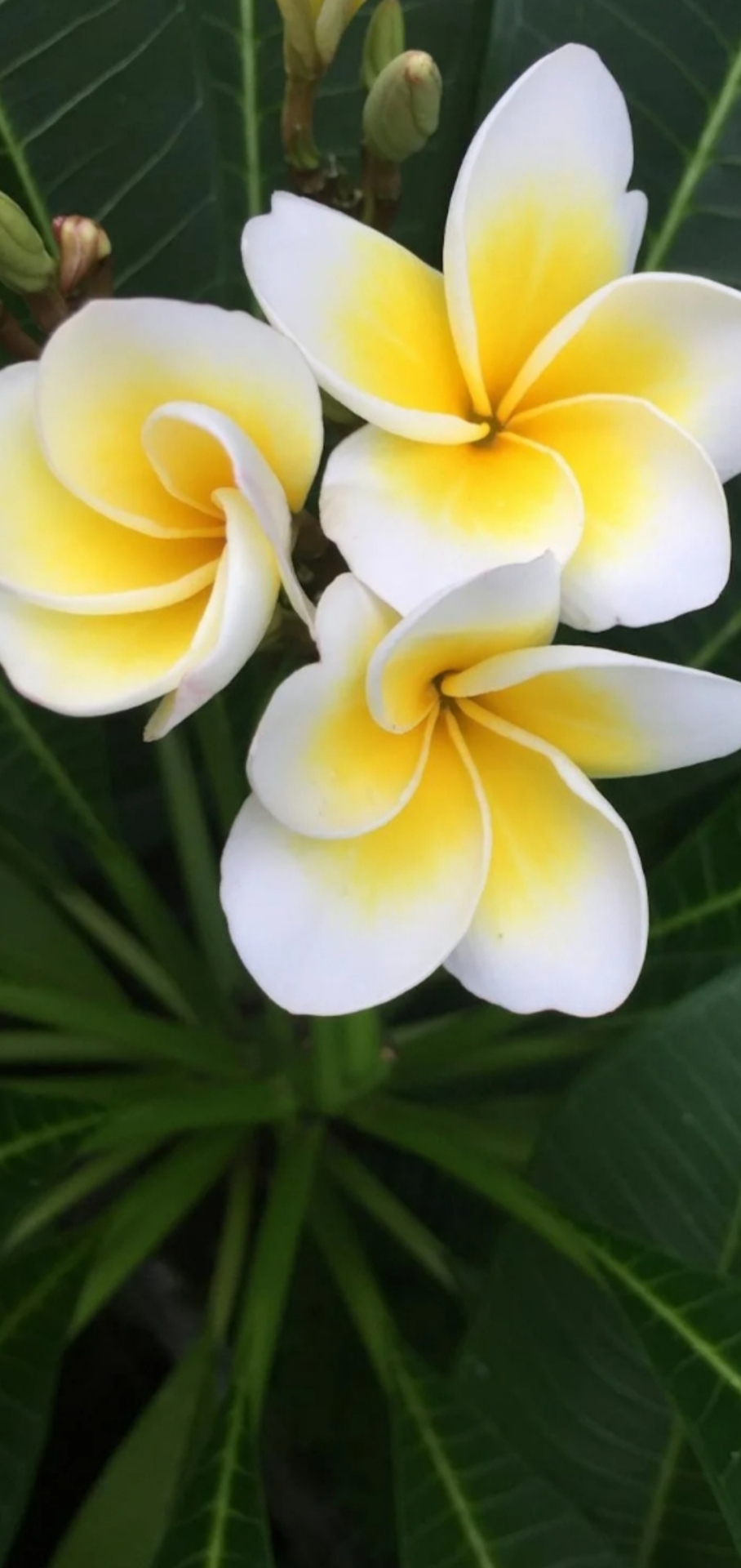 鸡蛋花