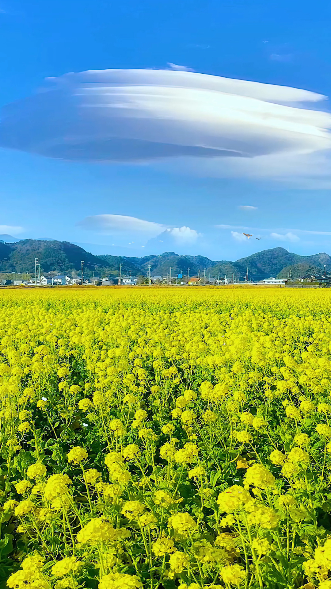 唯美油菜花