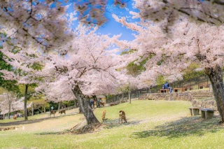 鹿场樱花
