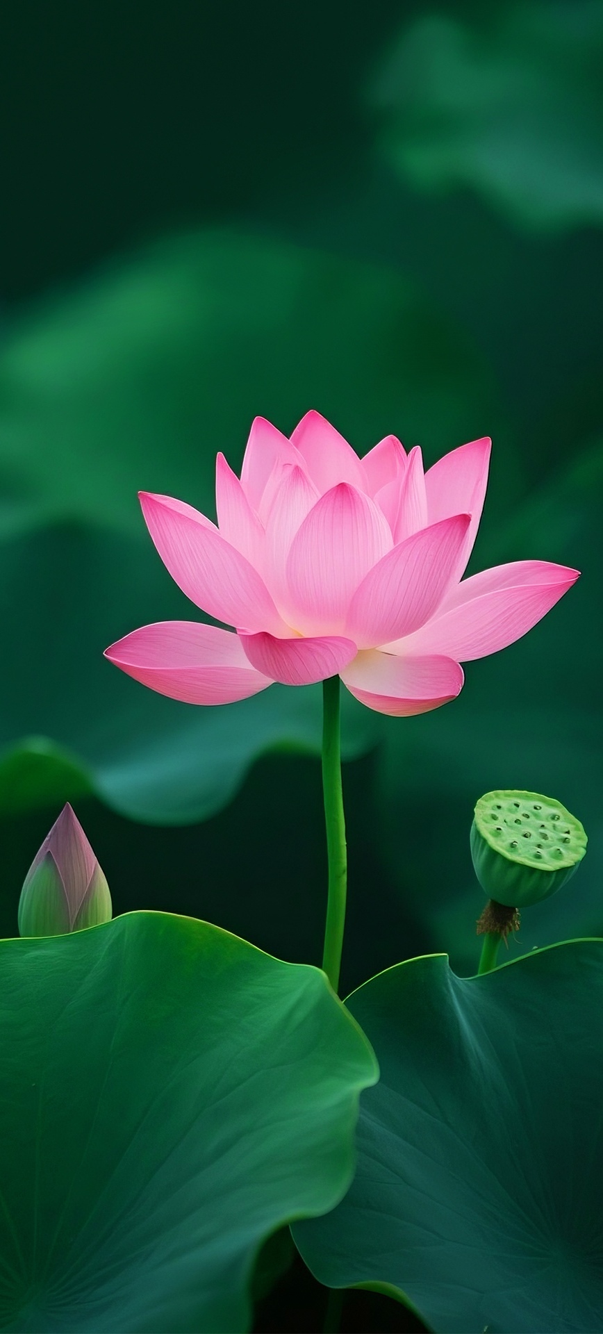 夏日绿荷