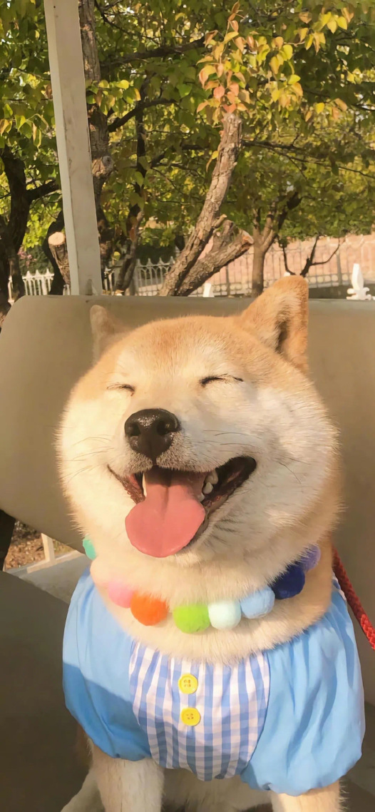 治愈狗狗壁纸
