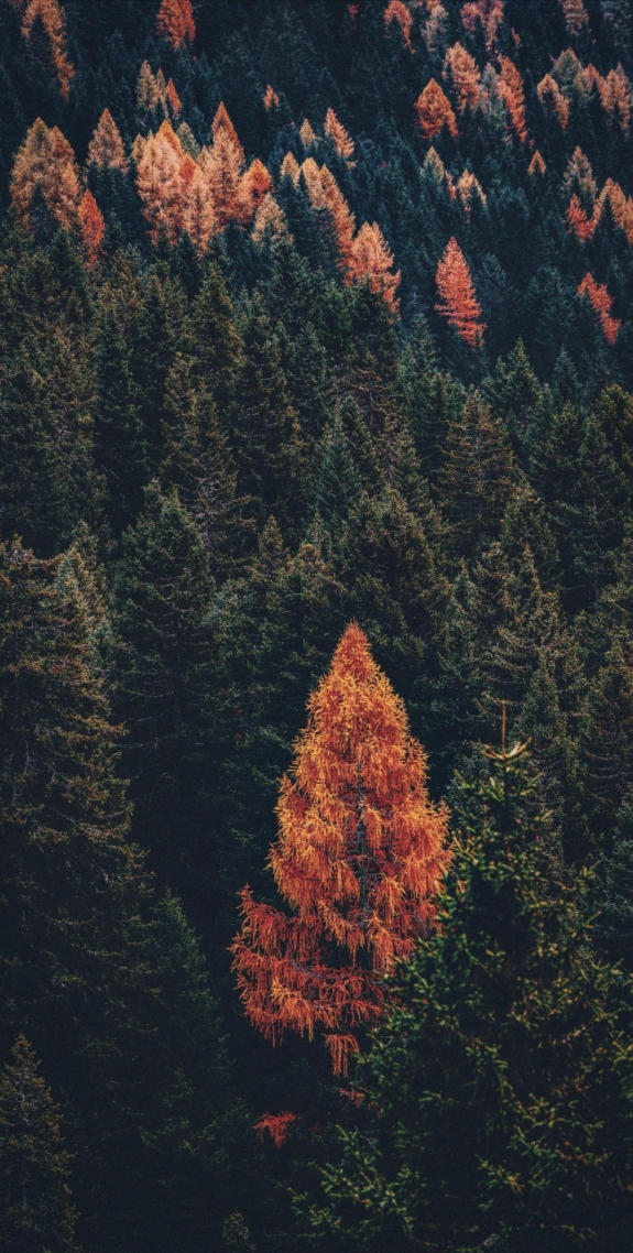 风景树