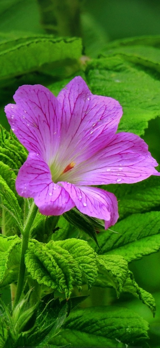 清新护眼花朵