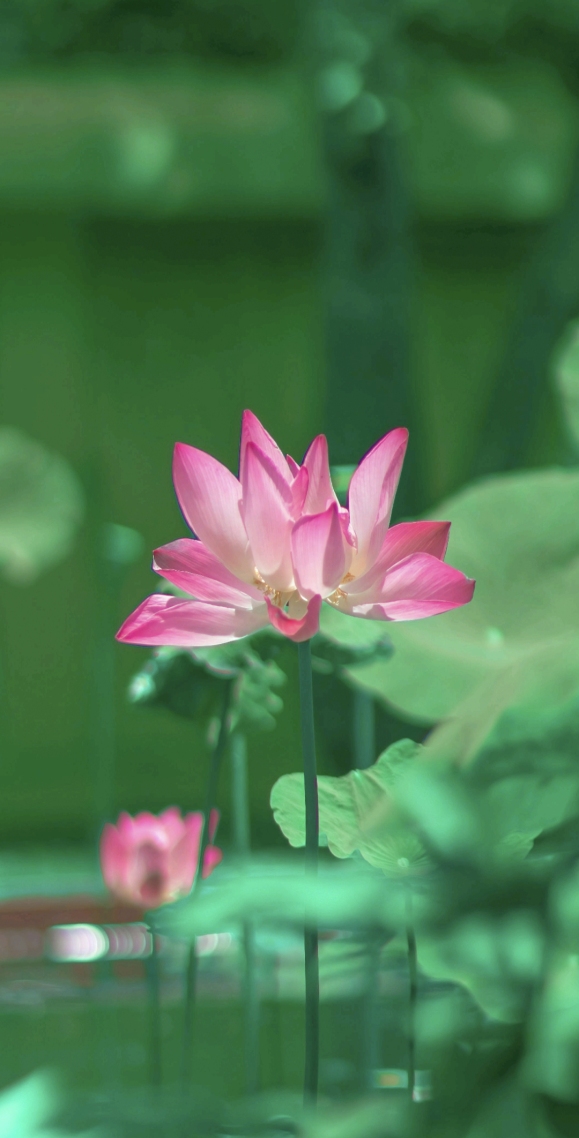 護眼的荷花