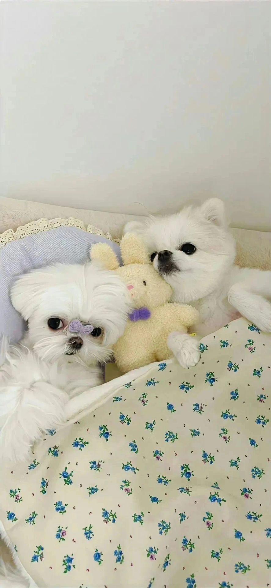 兩隻小熊