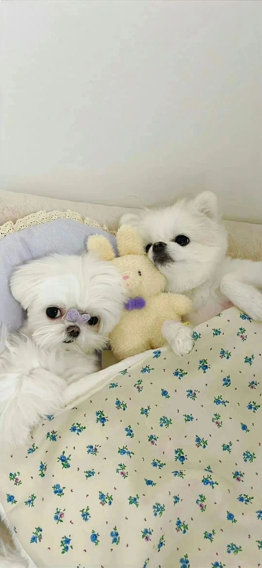 兩隻小熊