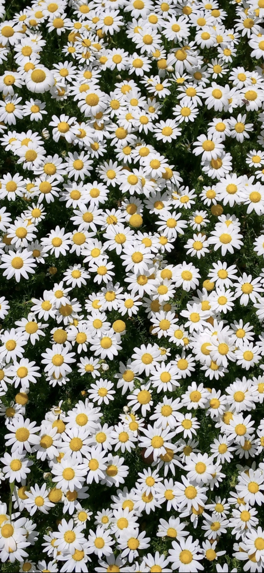 菊花朵朵开