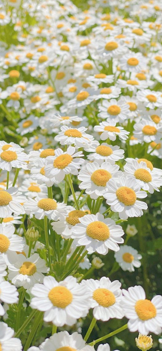 小雏菊花海