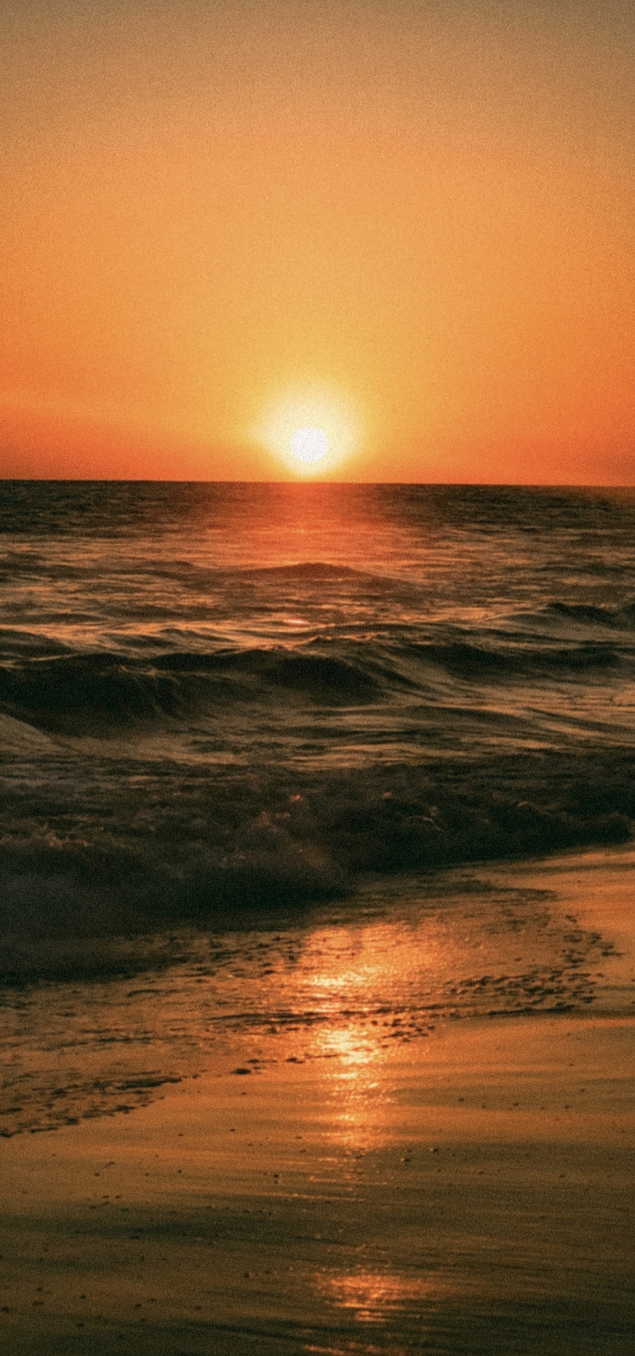 夕阳红