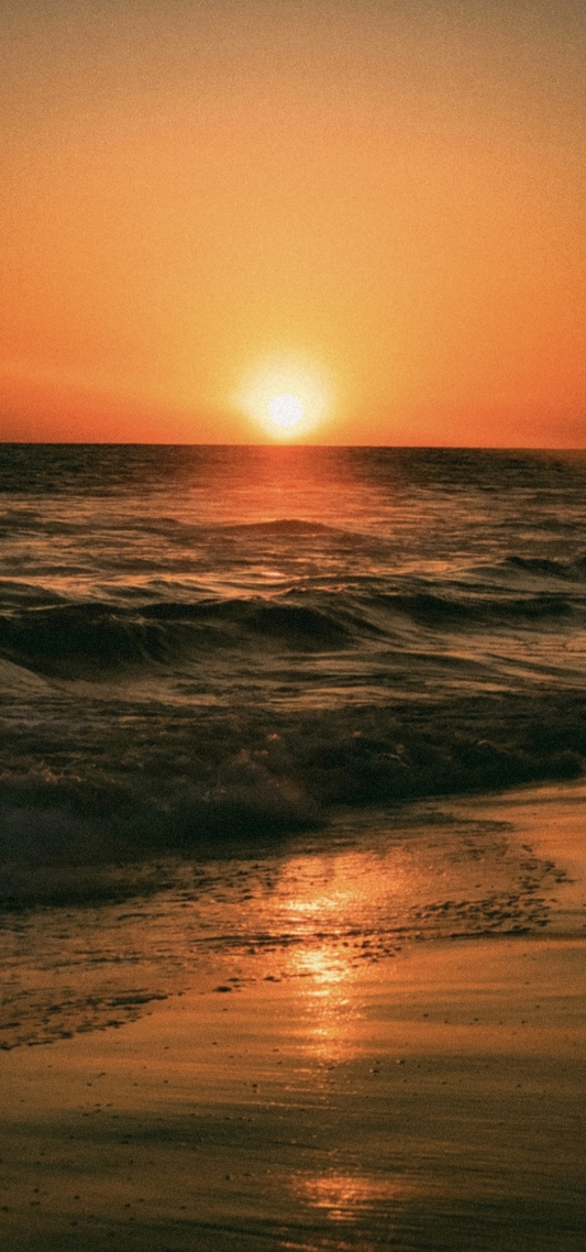 夕阳红