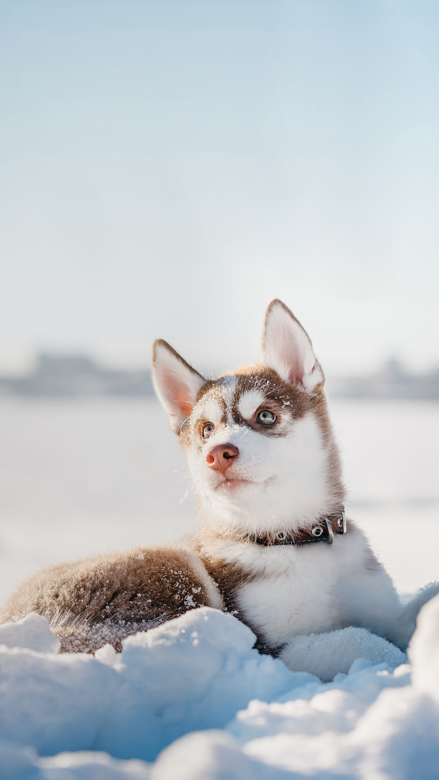 微信壁紙~雪地二哈 動物 (1)