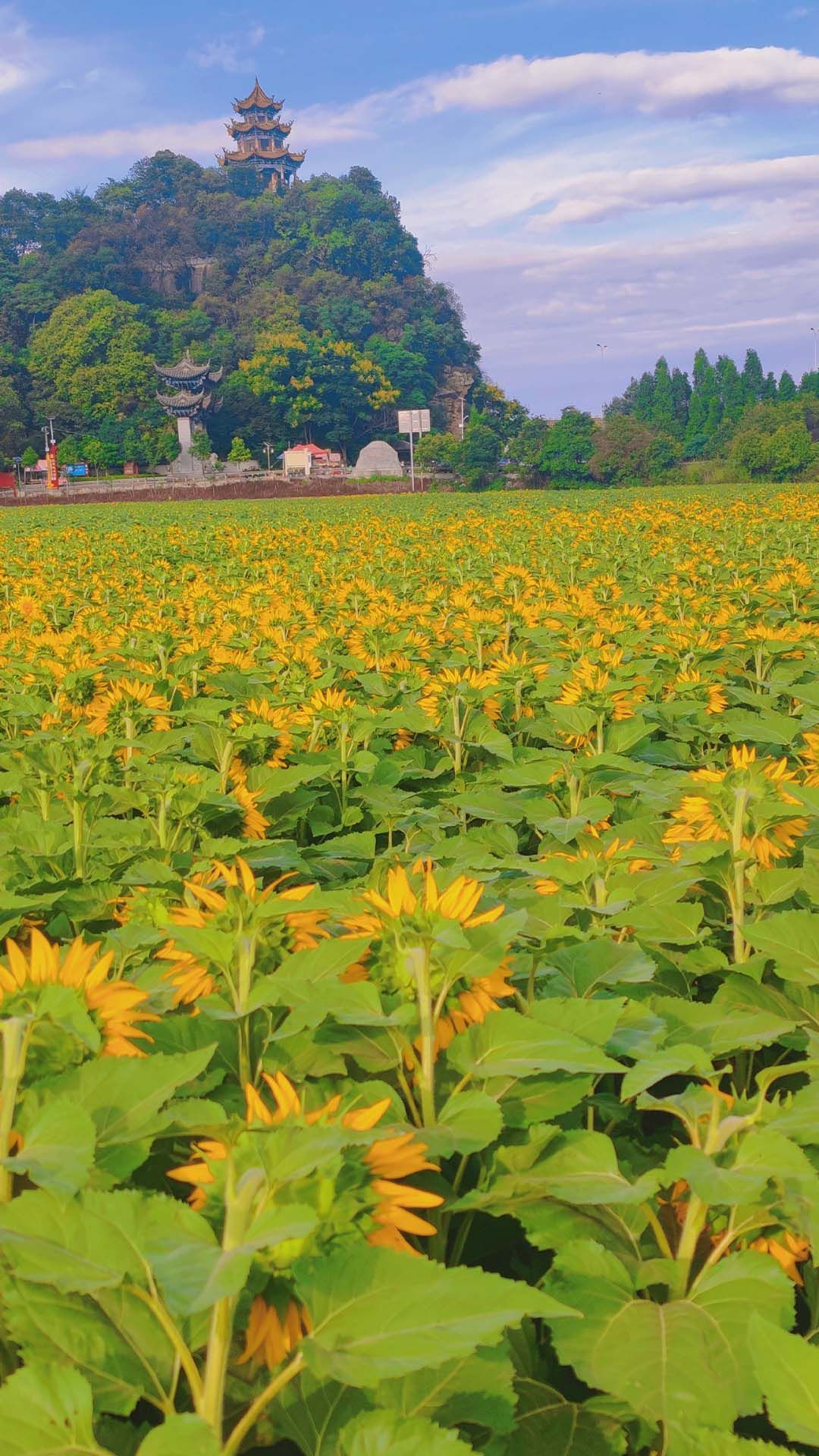 原野