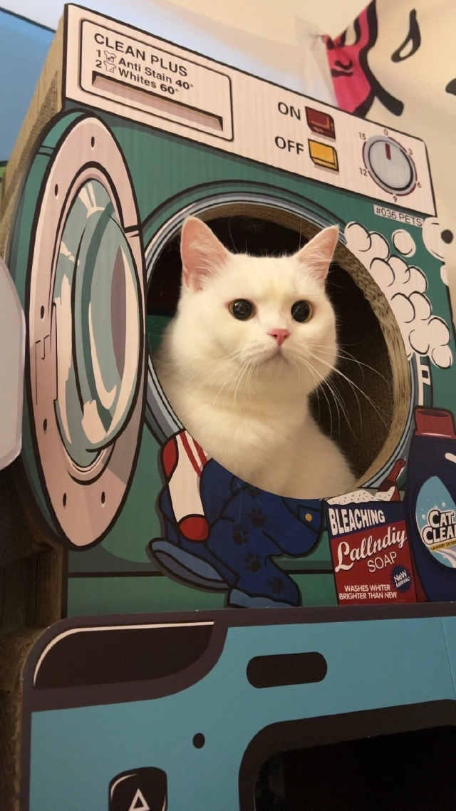 宇宙貓貓