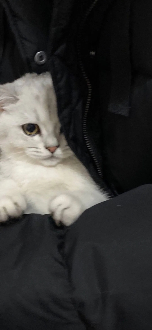 猫咪～