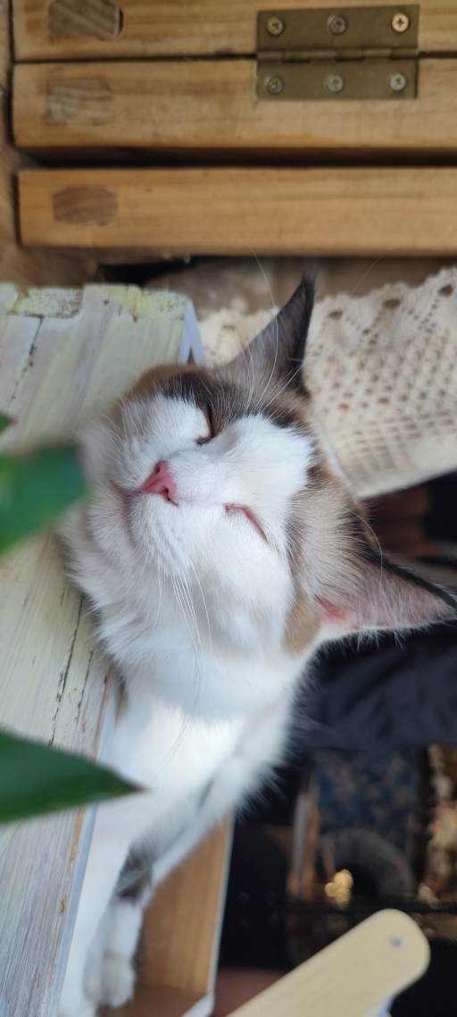 猫咪