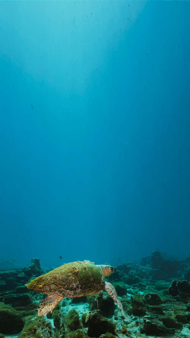 海龜