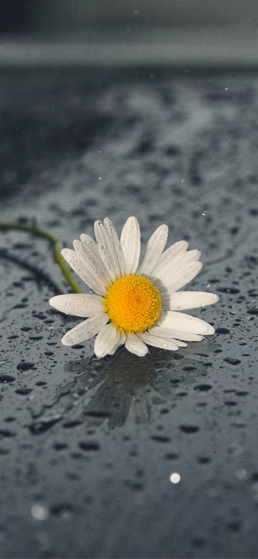 治愈系壁纸